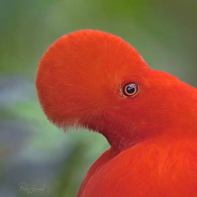 Andean Cock-of-the-rock